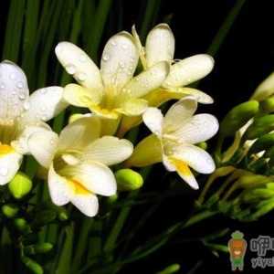 小苍兰的种植方法