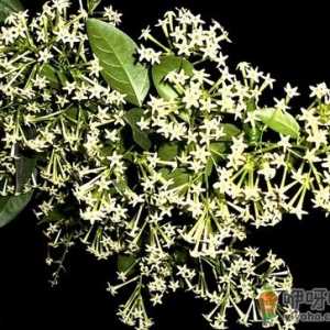 夜来香花的介绍-夜来香花的风水学应用