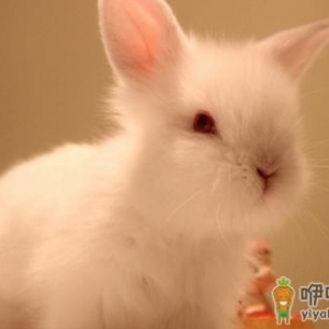 喜玛拉雅兔有什么特征？