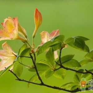 杜鹃花怎么种植？科学养殖杜鹃花的方法