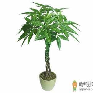 发财树叶子发黄的原因-发财树叶子发黄怎么办？