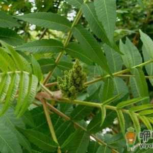 树如何能产盐？盐碱地里的木盐树