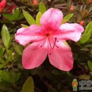 杜鹃花的介绍-杜鹃花的风水学应用