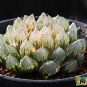 花露水可以去多肉虫子吗