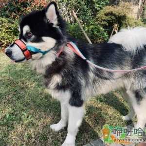 狗嘴套可以防止狗狗攻击人吗