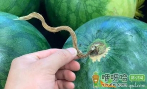 挑西瓜怎么听声音