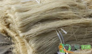 粉条一煮就断是真的假的