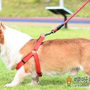 狗狗胸背牵引绳怎么套