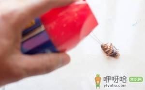杀蟑方便贴怎么使用