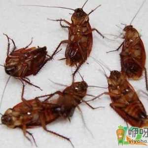 上门除蟑螂服务可靠吗