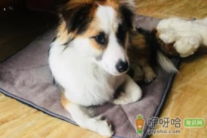 狗狗漱口水怎么用