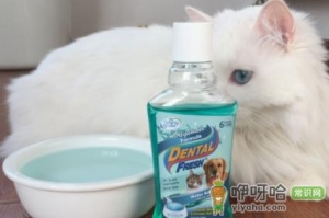 猫咪漱口水怎么用