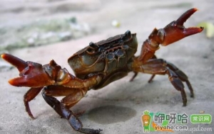 螃蟹上岸是要地震了么