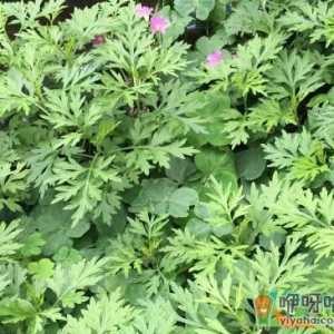 艾草燃烧后的烟雾能除螨吗
