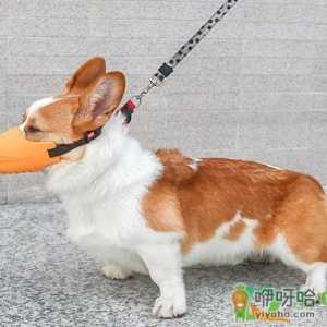 两个月的狗狗可以带嘴套吗