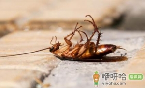 蟑螂会对杀蟑胶饵产生抗药性吗