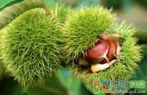 生栗子长毛了洗洗还能吃吗