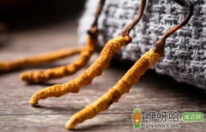 ​怎么鉴别冬虫夏草