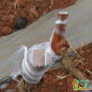 嫁接芽点能顶破膜吗