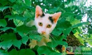 喵喵养猫赚钱骗局