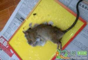 老鼠板粘在手上怎么弄