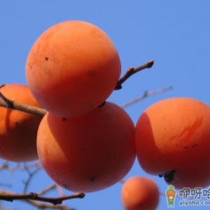 为什么空腹吃柿子结石 怎么吃柿子不长结石
