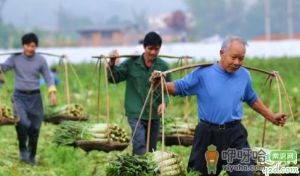 莴笋追肥是尿素好还是复合肥好 莴苣追肥有什么技巧