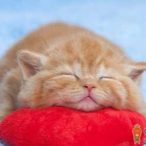 猫咪伤口流血怎么处理 猫咪老是抓伤口怎么办