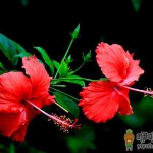 扶桑花几月份剪枝最好 修剪后的扶桑花如何养护