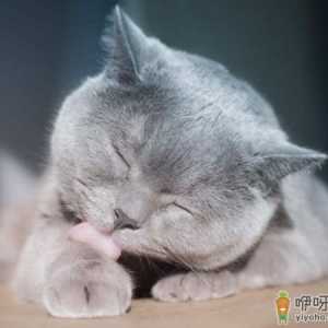 猫咪经常舔毛是什么情况 猫咪之间相互舔是什么意思