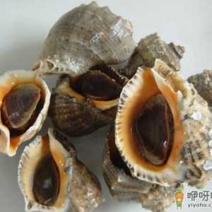 海螺怎么养到第二天 进货回来的海螺怎么养殖