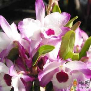 石斛兰老不开花是咋回事 石斛兰老不开花怎么办