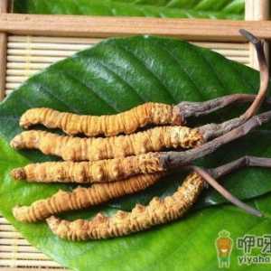 儿童吃冬虫夏草好吗 哪些人不宜用冬虫夏草