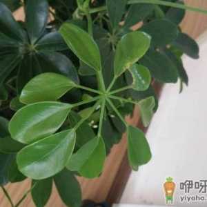 鸭掌木为啥老是黄叶 鸭掌木出现大面积黄叶怎么办