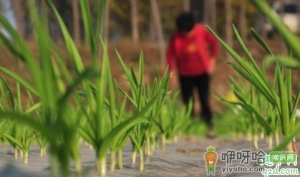 大蒜有虫子还能吃吗 大蒜有虫子用什么药好