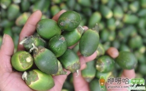 槟榔好戒吗 戒掉槟榔咬肌会不会变小