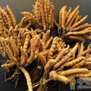 虫草功效作用真的大吗 常吃冬虫夏草会不会砷中毒