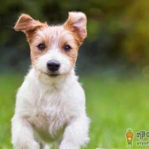狗狗的泪痕为啥是红色的 狗狗去泪痕的清洗液怎么用
