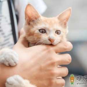 猫咪要定期驱虫吗 猫咪一般怎么驱虫
