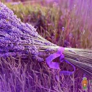 新疆哪里可以看薰衣草 什么时候去新疆看薰衣草花田好