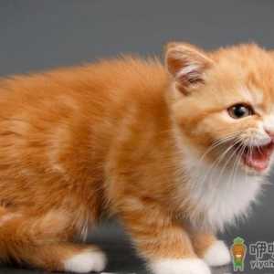 猫薄荷能天天给猫咪用吗 猫咪什么时候可以开始吃猫薄荷