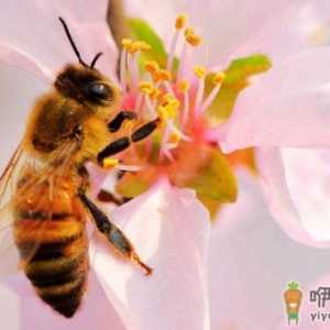 被蜜蜂蛰了有必要把刺取出来吗 蜜蜂刺不取出来对身体有没有影响 ...