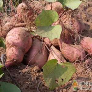 红薯怎么种品相好 什么土适合种红薯