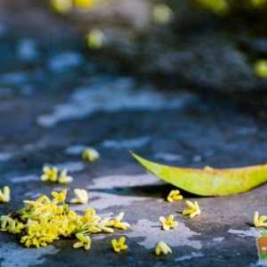 桂花树冬天在外面怕冻吗 桂花树冬季如何护理
