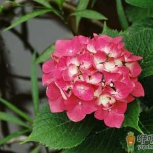 绣球花长黑斑是怎么回事 绣球花长黑斑该怎么补救