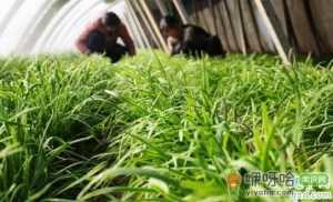 阴雨天收割韭菜好吗 收割韭菜的正确方法