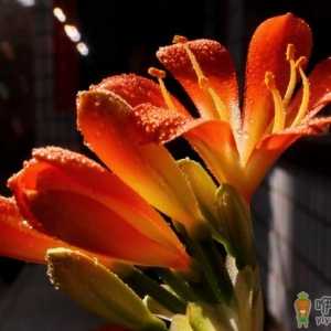 君子兰每年开花几次 兰花怎么养开花快