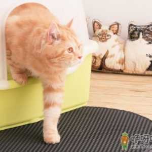 猫咪的便便什么颜色最健康 猫咪为什么拉完屎不埋