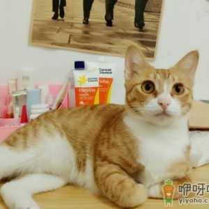 为什么猫咪经常揣着手 猫咪抗拒剪指甲怎么办