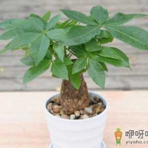 发财树能不能长时间的晒太阳 发财树晒不着太阳行吗
